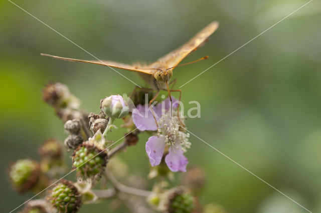 Kardinaalsmantel (Argynnis pandora)