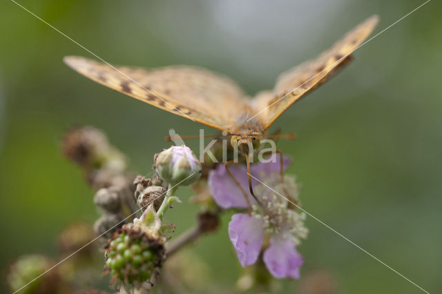 Kardinaalsmantel (Argynnis pandora)