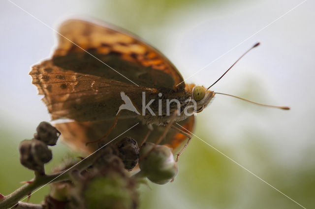 Kardinaalsmantel (Argynnis pandora)