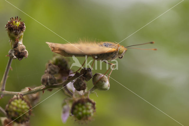 Kardinaalsmantel (Argynnis pandora)