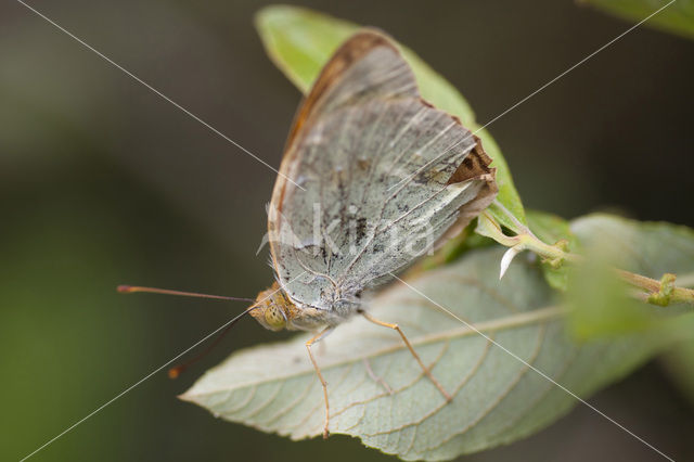 Kardinaalsmantel (Argynnis pandora)