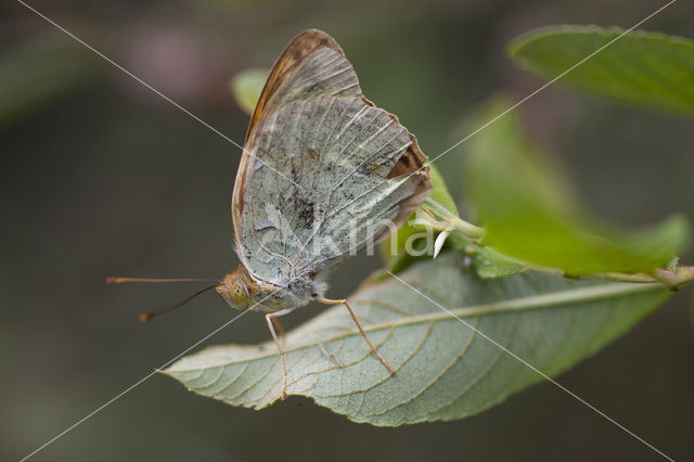 Kardinaalsmantel (Argynnis pandora)