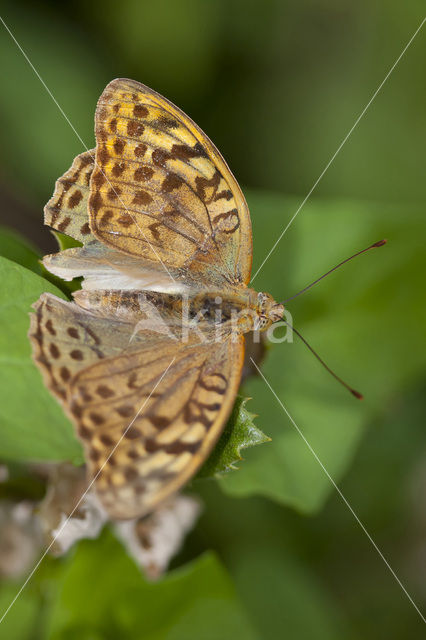 Kardinaalsmantel (Argynnis pandora)