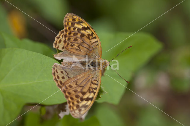 Kardinaalsmantel (Argynnis pandora)