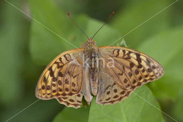 Kardinaalsmantel (Argynnis pandora)