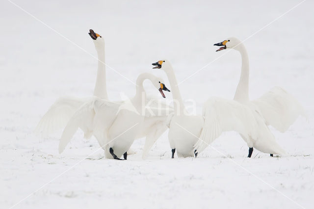 Kleine zwaan (Cygnus bewickii)