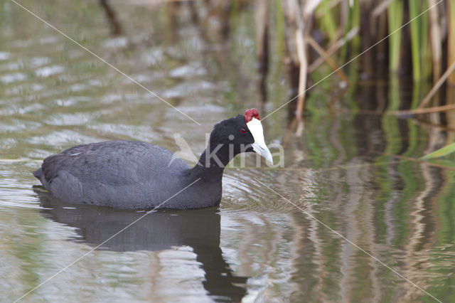 Knobbelmeerkoet (Fulica cristata)