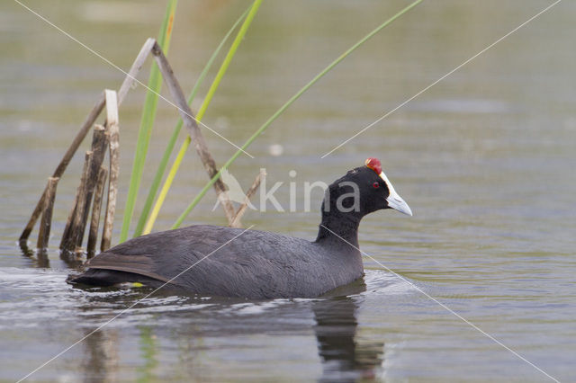 Knobbelmeerkoet (Fulica cristata)