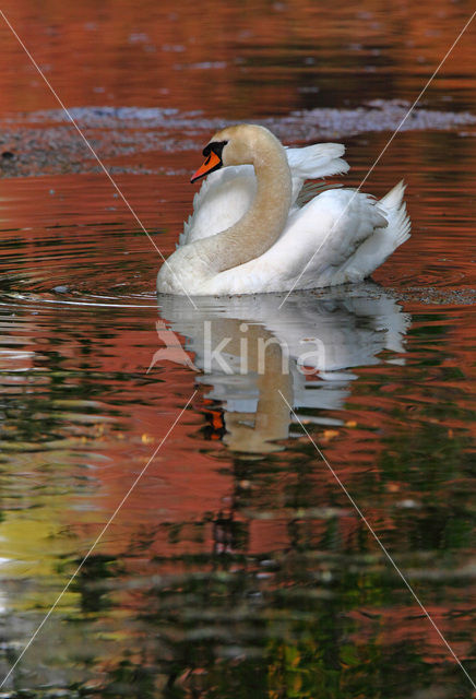 Knobbelzwaan (Cygnus olor)