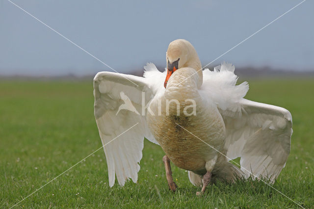 Knobbelzwaan (Cygnus olor)