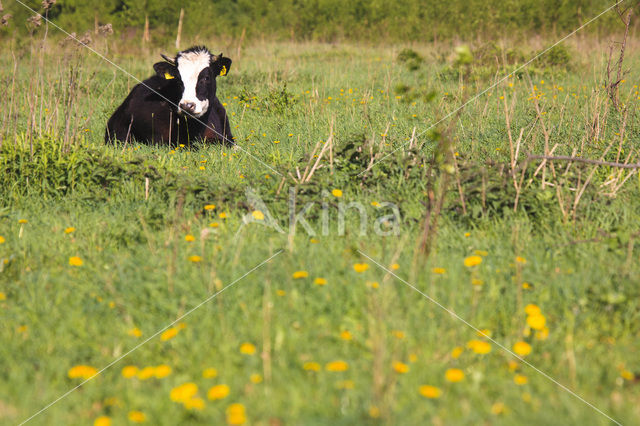 Koe (Bos domesticus)