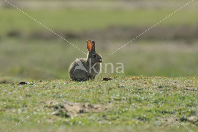 Konijn (Oryctolagus cuniculus)