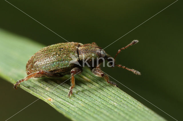 lesser clover leaf weevil (Hypera nigrirostris)