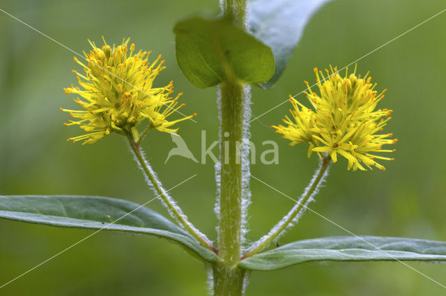 Moeraswederik (Lysimachia thyrsiflora)