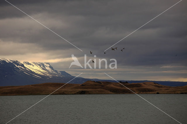 Myvatn