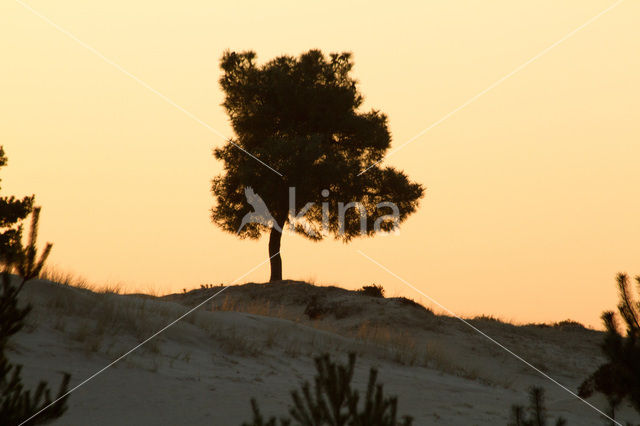 Nationaal Park Drents-Friese Wold