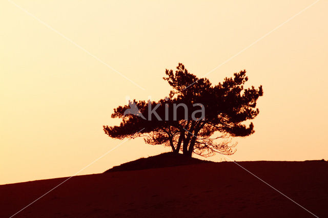 Nationaal Park Drents-Friese Wold