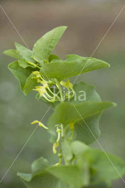 Pijpbloem (Aristolochia clematitis)