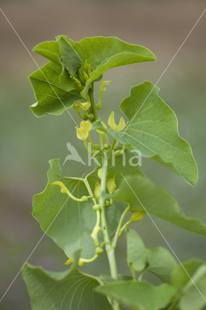 Pijpbloem (Aristolochia clematitis)