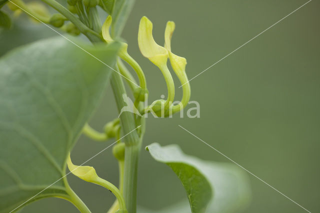 Pijpbloem (Aristolochia clematitis)