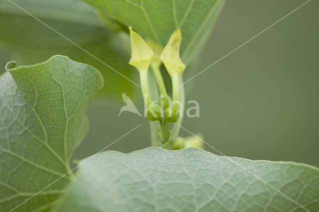 Pijpbloem (Aristolochia clematitis)