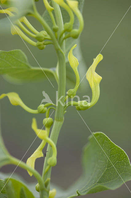 Pijpbloem (Aristolochia clematitis)