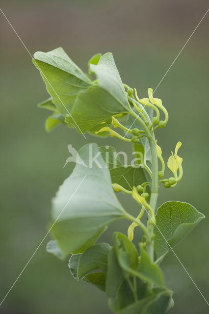 Pijpbloem (Aristolochia clematitis)