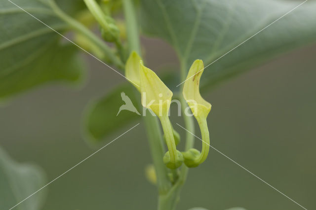 Pijpbloem (Aristolochia clematitis)