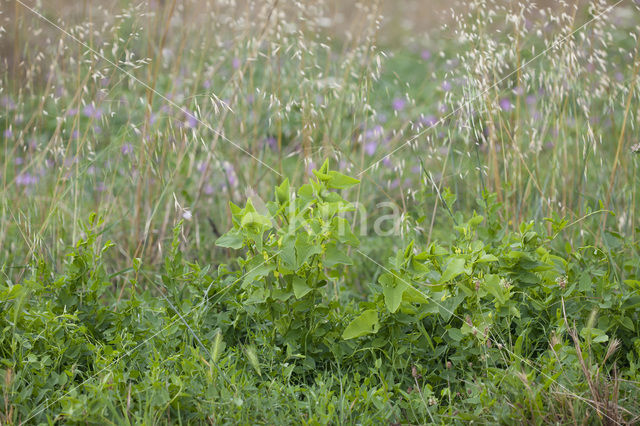 Pijpbloem (Aristolochia clematitis)