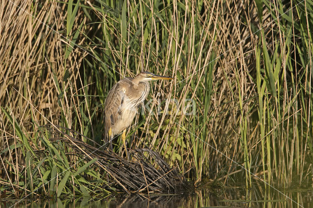 Purperreiger (Ardea purpurea)