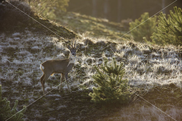 Roe Deer (Capreolus capreolus)