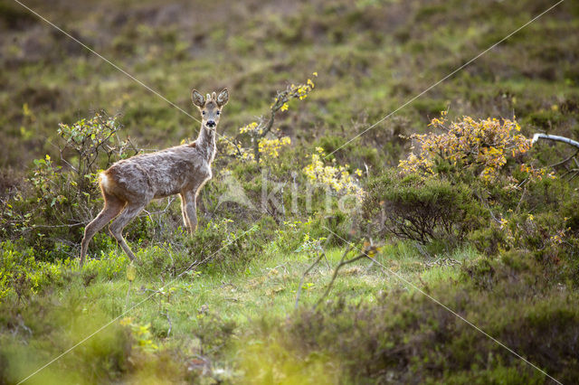 Ree (Capreolus capreolus)