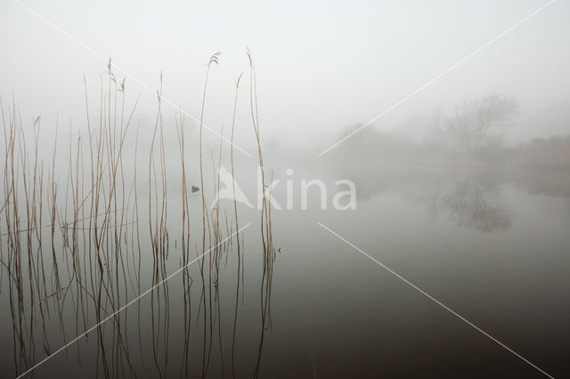 Riet (Phragmites australis)