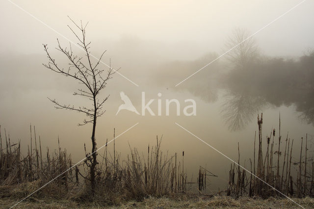 Riet (Phragmites australis)