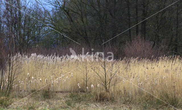 Riet (Phragmites australis)