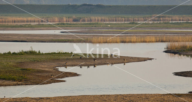 Brent Goose (Branta bernicla)