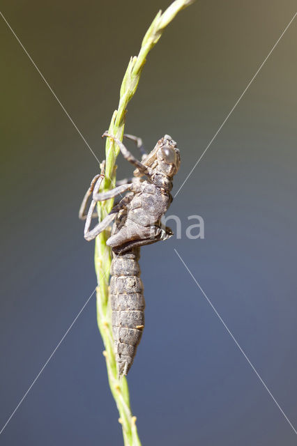 Schaduwlibel (Caliaeschna microstigma)