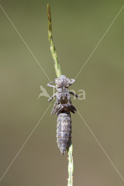 Schaduwlibel (Caliaeschna microstigma)