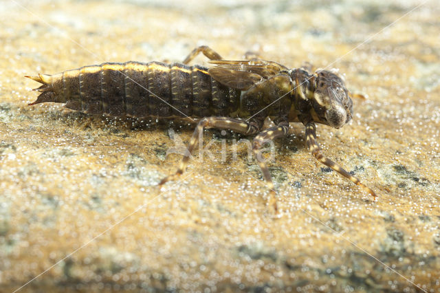 Schaduwlibel (Caliaeschna microstigma)