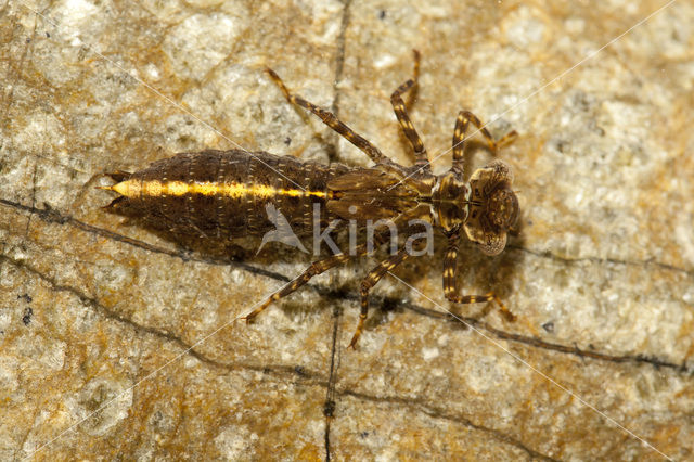 Schaduwlibel (Caliaeschna microstigma)