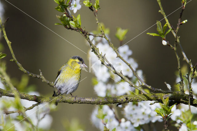 Sijs (Carduelis spinus)