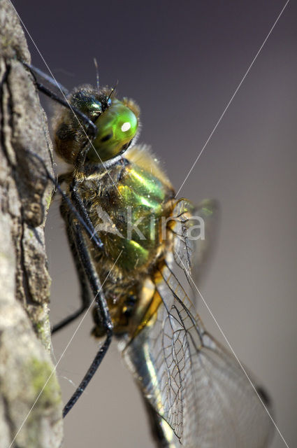 Smaragdlibel (Cordulia aenea)