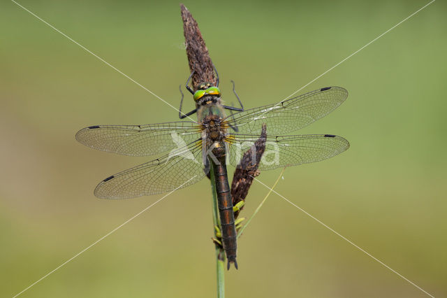 Smaragdlibel (Cordulia aenea)