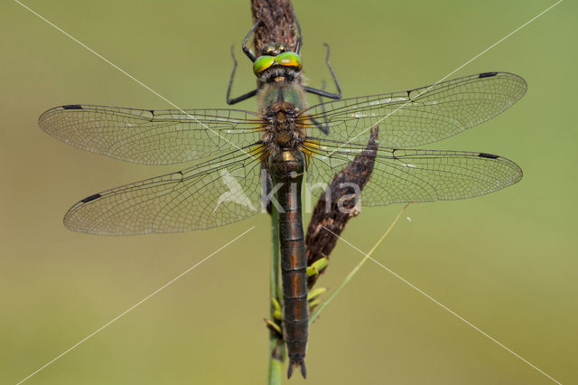 Smaragdlibel (Cordulia aenea)