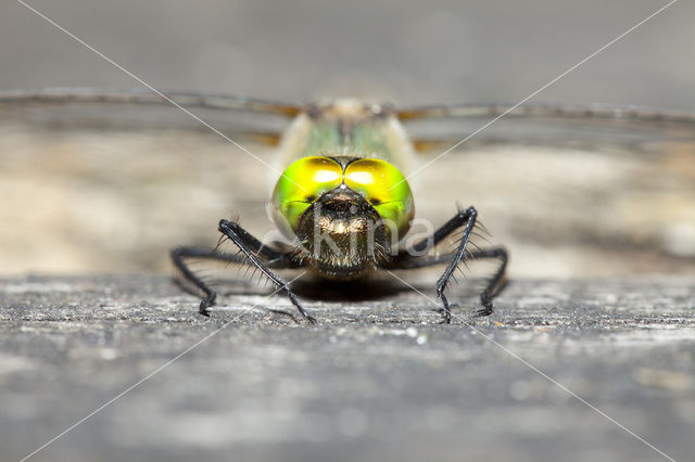 Smaragdlibel (Cordulia aenea)