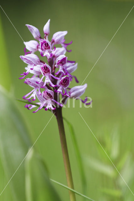 Soldaatje (Orchis militaris)