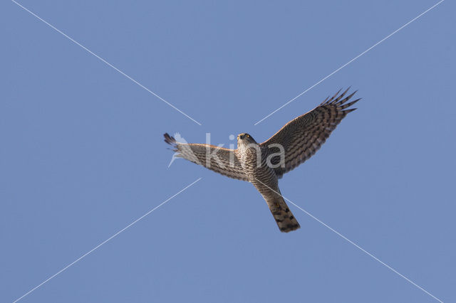 Sperwer (Accipiter nisus)