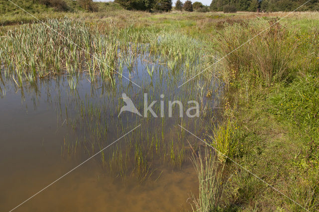 Tengere grasjuffer (Ischnura pumilio)