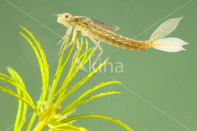 Tengere grasjuffer (Ischnura pumilio)