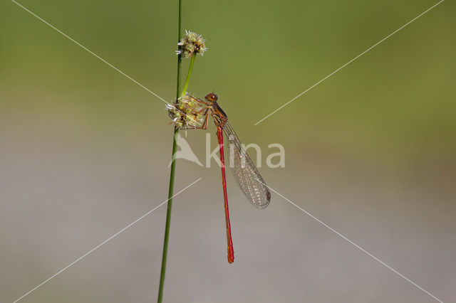 Turkish Red Damsel (Ceriagrion georgifreyi)